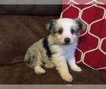Small Photo #1 Miniature Australian Shepherd Puppy For Sale in COLUMBUS, NC, USA