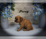 Small #6 Cavalier King Charles Spaniel