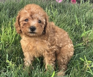 Medium Poodle (Toy)