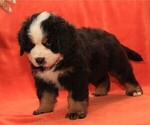 Small #6 Bernese Mountain Dog