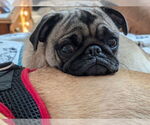 Small #4 Pug