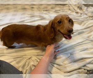 Mother of the Dachshund puppies born on 05/21/2022