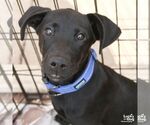 Small #2 Labrador Retriever Mix