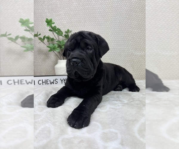 Medium Photo #5 --Chinese Shar-Pei Mix Puppy For Sale in INDIANAPOLIS, IN, USA