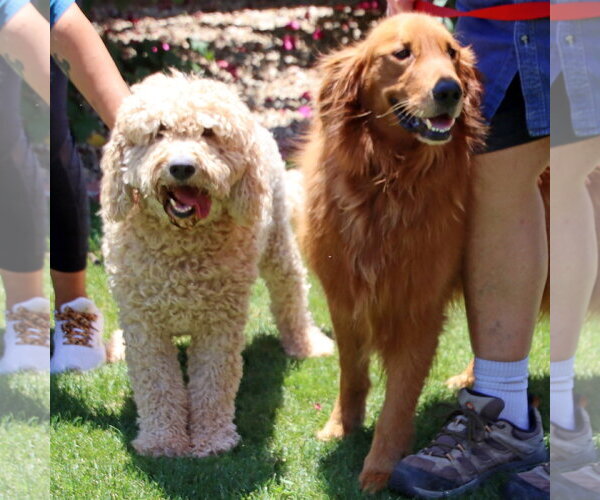 Medium Photo #3 Golden Retriever Puppy For Sale in Glendale , AZ, USA