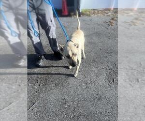 Labrador Retriever-Unknown Mix Dogs for adoption in Palmetto, FL, USA