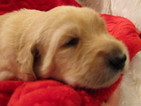 Small Photo #1 Labradoodle Puppy For Sale in ETNA GREEN, IN, USA
