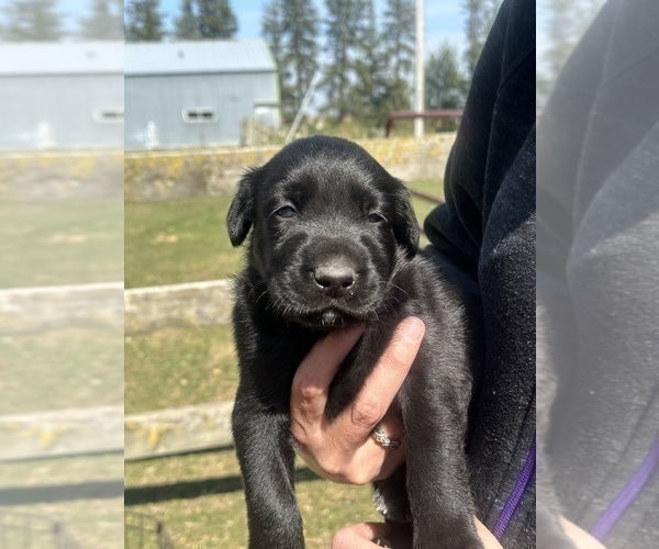 Medium Photo #3 Labrador Retriever Puppy For Sale in GOODHUE, MN, USA
