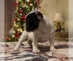 Small Photo #5 French Bulldog Puppy For Sale in FORESTVILLE, CA, USA
