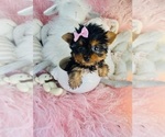Small #17 Yorkshire Terrier