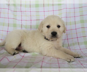 English Cream Golden Retriever Puppy for sale in SHILOH, OH, USA