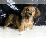 Small #5 Dachshund