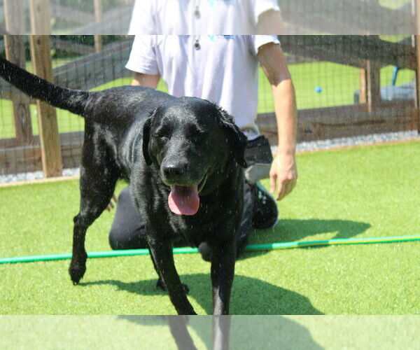 Medium Photo #3 Labrador Retriever Puppy For Sale in Chestertown, MD, USA