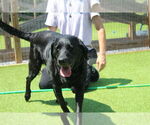 Small #2 Labrador Retriever