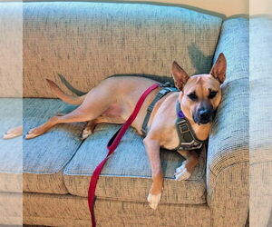 American Pit Bull Terrier-Unknown Mix Dogs for adoption in Fargo, ND, USA
