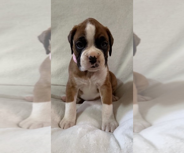Medium Photo #2 Boxer Puppy For Sale in ALLEGHENY, PA, USA