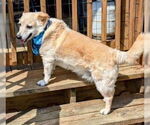 Small #1 Labrador Retriever Mix