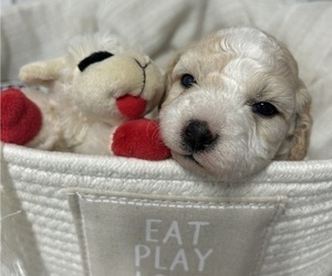 Bernedoodle (Miniature) Puppy for Sale in SACRAMENTO, California USA
