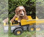 Small #2 Cockapoo (Miniature)
