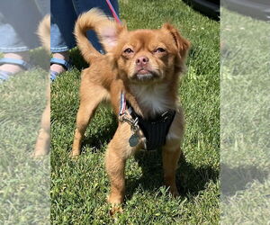 ShiChi Dogs for adoption in Mundelein, IL, USA