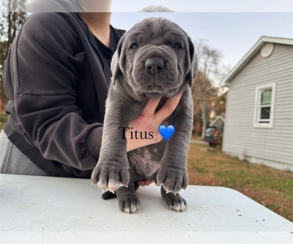 Medium Photo #6 Cane Corso Puppy For Sale in COLONIAL HEIGHTS, VA, USA