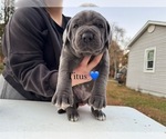 Small Photo #6 Cane Corso Puppy For Sale in COLONIAL HEIGHTS, VA, USA