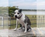 Small #1 Boston Terrier-Italian Greyhound Mix