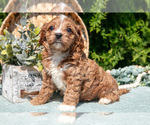 Small Photo #13 Cavapoo Puppy For Sale in KIRKWOOD, PA, USA