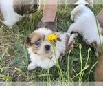 Small Photo #21 Shih Tzu Puppy For Sale in VENETA, OR, USA