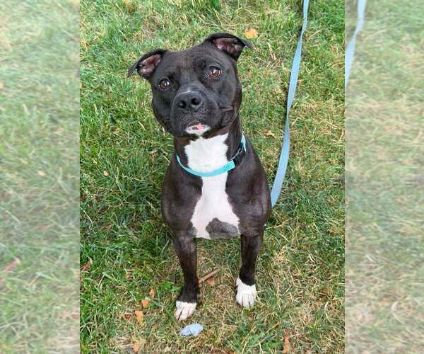 Medium Photo #9 Staffordshire Bull Terrier-Unknown Mix Puppy For Sale in Springdale, PA, USA