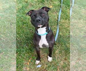 Zorro - Male Staffordshire Bull Terrier-Unknown Mix Dog for Adoption - Photo #9