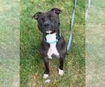 Small Photo #9 Staffordshire Bull Terrier-Unknown Mix Puppy For Sale in Springdale, PA, USA