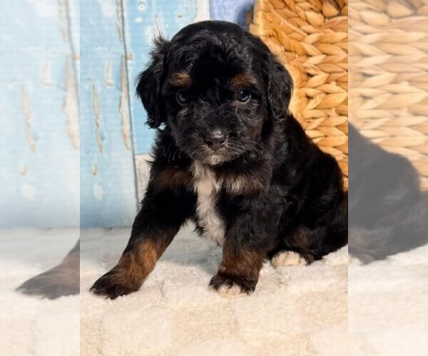 Medium Photo #2 Cockapoo (Toy) Puppy For Sale in MIRAMAR, FL, USA