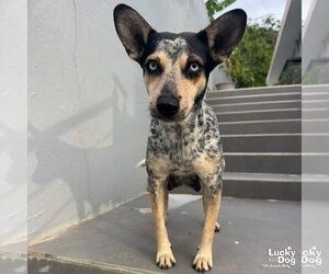 Mutt Dogs for adoption in Washington, DC, USA