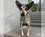 Small Mutt