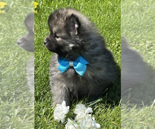 Medium Photo #5 Pomeranian Puppy For Sale in ROCK STREAM, NY, USA