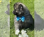 Small #4 Pomeranian