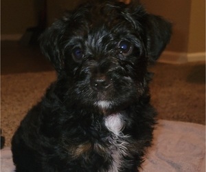 Morkie-Poodle (Toy) Mix Puppy for sale in LOUISVILLE, KY, USA