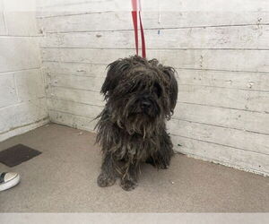 Mutt Dogs for adoption in San Bernardino, CA, USA