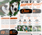 Small #4 American Staffordshire Terrier