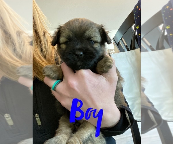 Medium Photo #7 Shiranian Puppy For Sale in FARR WEST, UT, USA