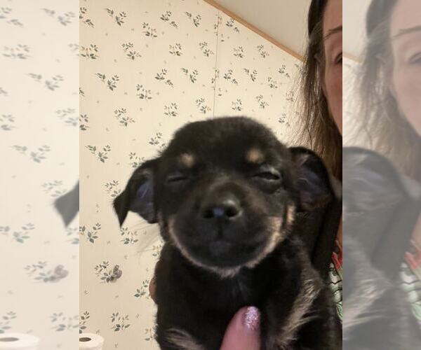 Medium Photo #2 Rat-Cha Puppy For Sale in MIDWAY, UT, USA