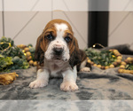Puppy Gunner Basset Hound