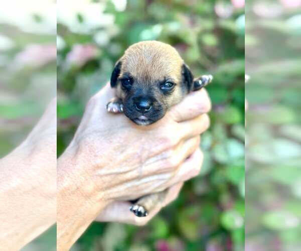 Medium Photo #6 Chihuahua-Unknown Mix Puppy For Sale in Corona, CA, USA