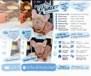 French Bulldog Puppy for sale in ATHENS, GA, USA