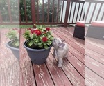 Small Photo #13 French Bulldog Puppy For Sale in KANSAS CITY, MO, USA