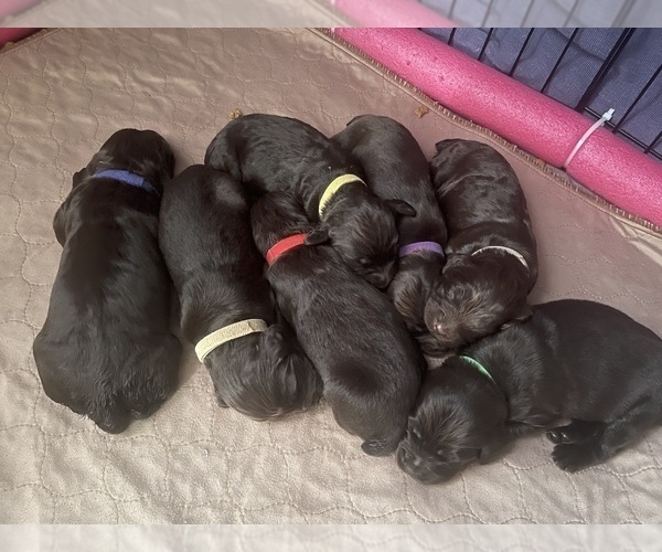 Medium Photo #5 Boykin Spaniel Puppy For Sale in BISHOP, TX, USA