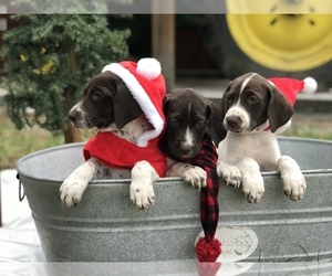 German Shorthaired Pointer Puppy for sale in SARASOTA, FL, USA
