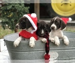 Small Photo #1 German Shorthaired Pointer Puppy For Sale in SARASOTA, FL, USA