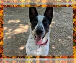 Small #3 Catahoula Leopard Dog